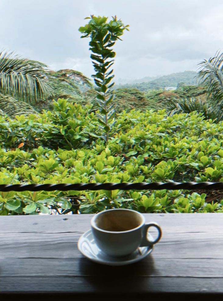 Podstawy rozwoju: Jak agroturystyka ożywia przemysł kawowy w Portoryko - Część druga