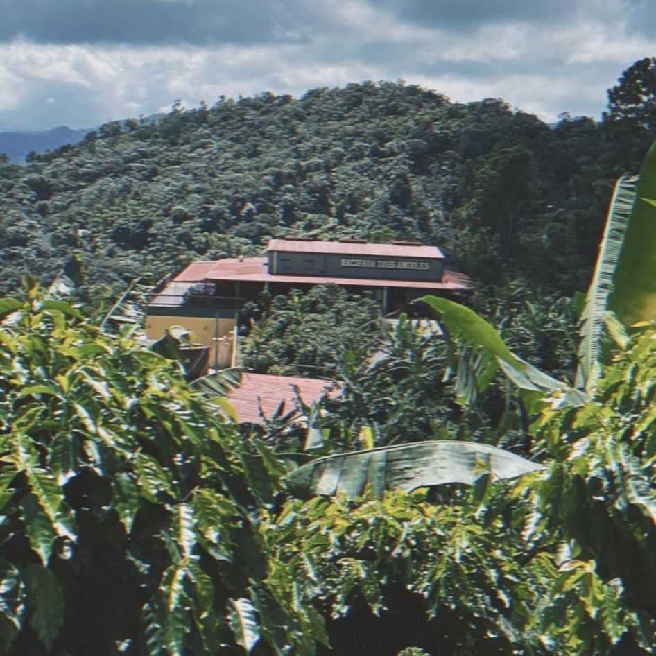 Podstawy rozwoju: Jak agroturystyka ożywia przemysł kawowy w Portoryko - Część druga