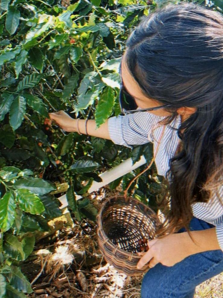 Podstawy rozwoju: Jak agroturystyka ożywia przemysł kawowy w Portoryko - Część druga