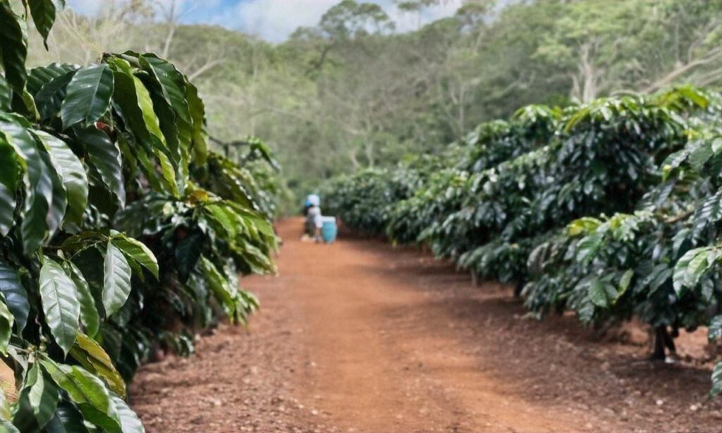 Podstawy rozwoju: Jak agroturystyka ożywia przemysł kawowy w Portoryko - Część pierwsza