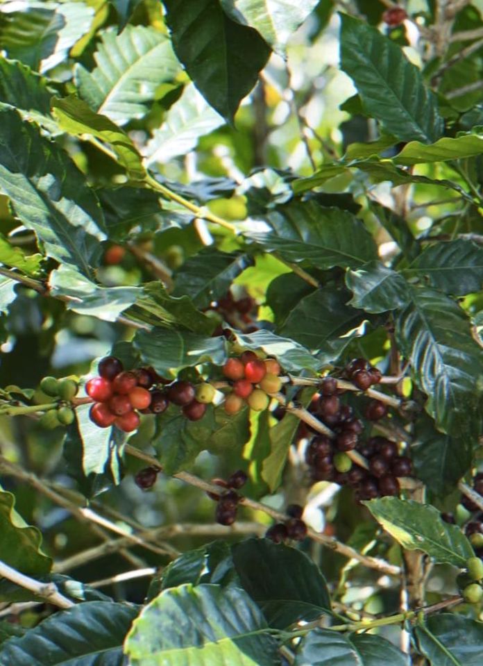 Podstawy rozwoju: Jak agroturystyka ożywia przemysł kawowy w Portoryko - Część pierwsza