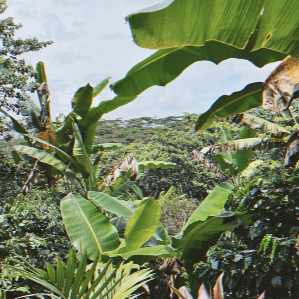 Podstawy rozwoju: Jak agroturystyka ożywia przemysł kawowy w Portoryko - Część pierwsza