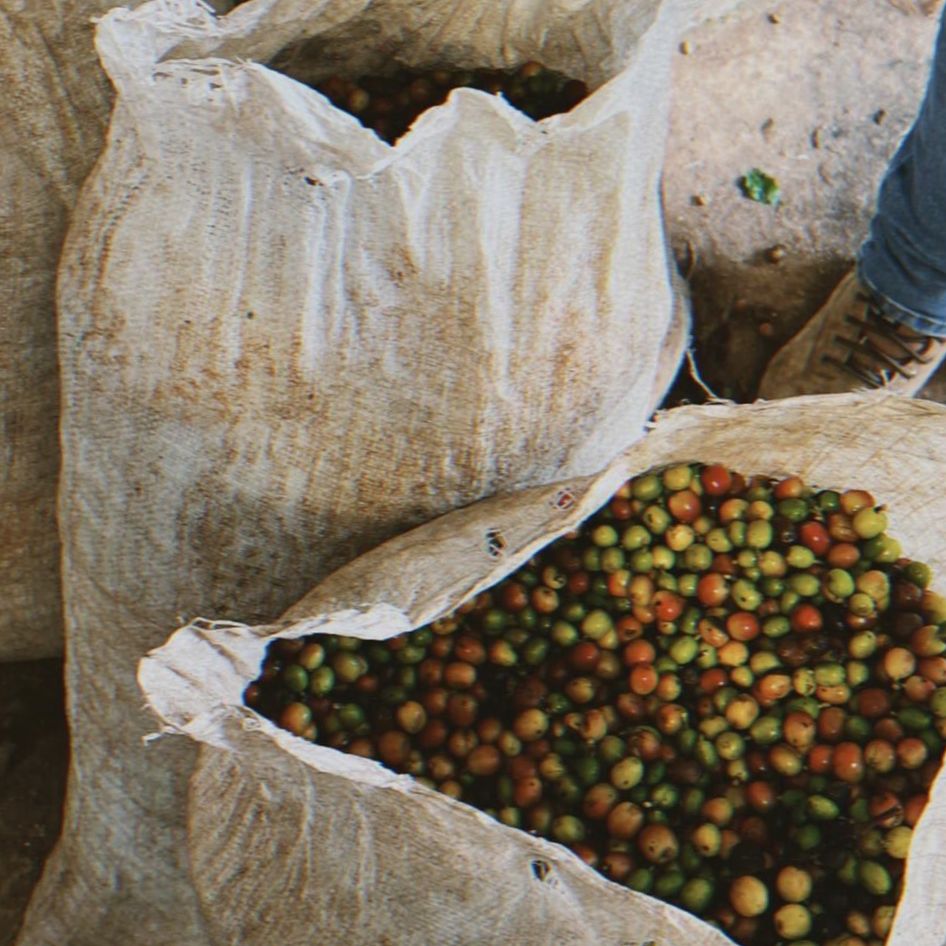 Podstawy rozwoju: Jak agroturystyka ożywia przemysł kawowy w Portoryko - Część pierwsza