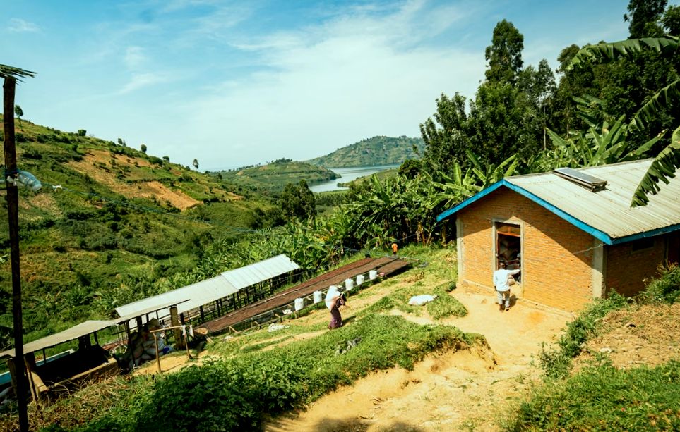 Dziedzictwo Trwa: Kongijskie Kawy Błyszczą w Najlepszych Kongijskich Spółdzielniach