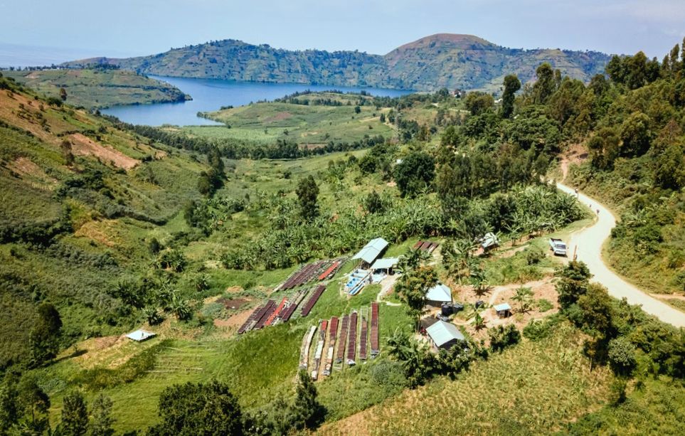 Dziedzictwo Trwa: Kongijskie Kawy Błyszczą w Najlepszych Kongijskich Spółdzielniach