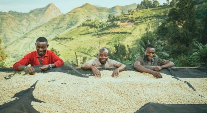 Dziedzictwo Trwa: Kongijskie Kawy Błyszczą w Najlepszych Kongijskich Spółdzielniach