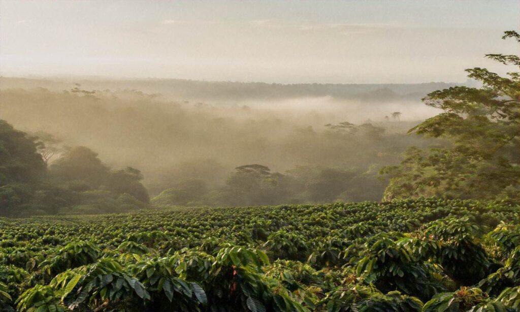 Jak zmienia się sektor kawowy na Jamajce