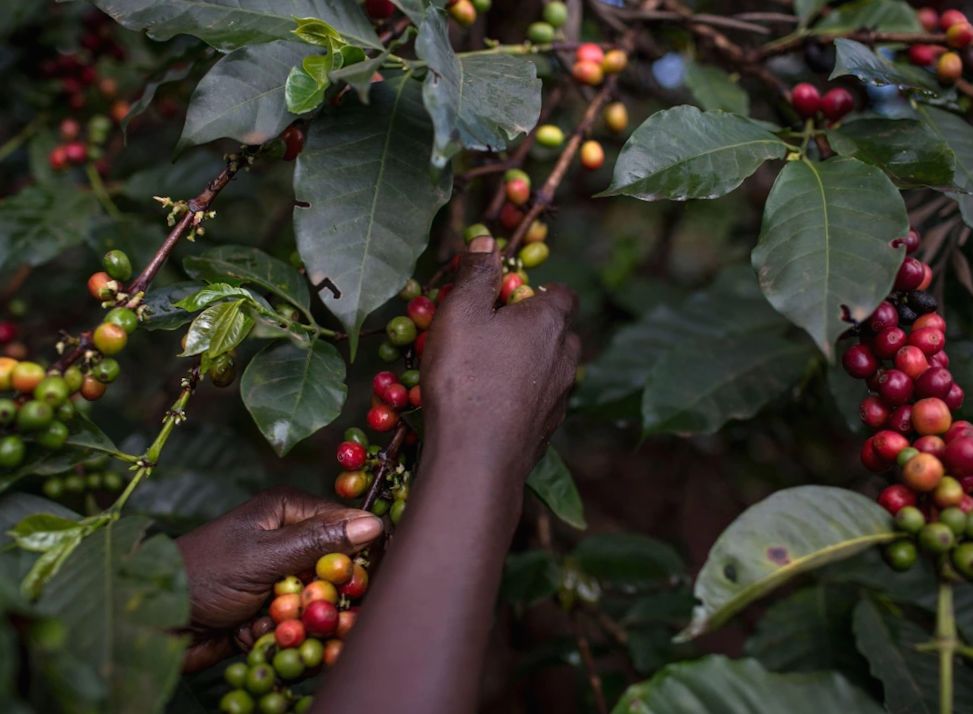 Jak zmienia się sektor kawowy na Jamajce