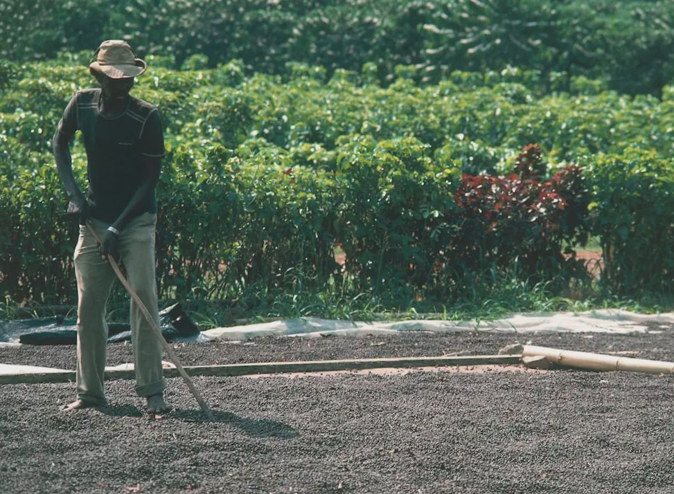 Jak zmienia się sektor kawowy na Jamajce