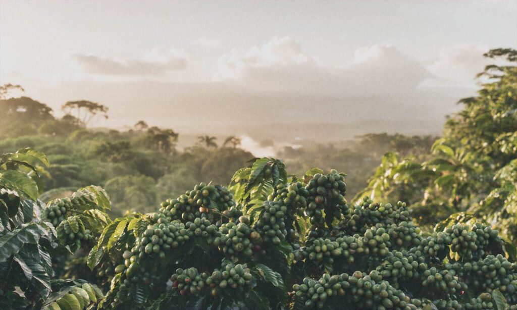 Jak zmienia się sektor kawowy na Jamajce
