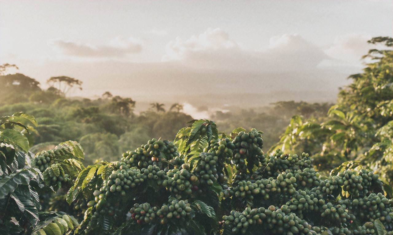 Jak zmienia się sektor kawowy na Jamajce