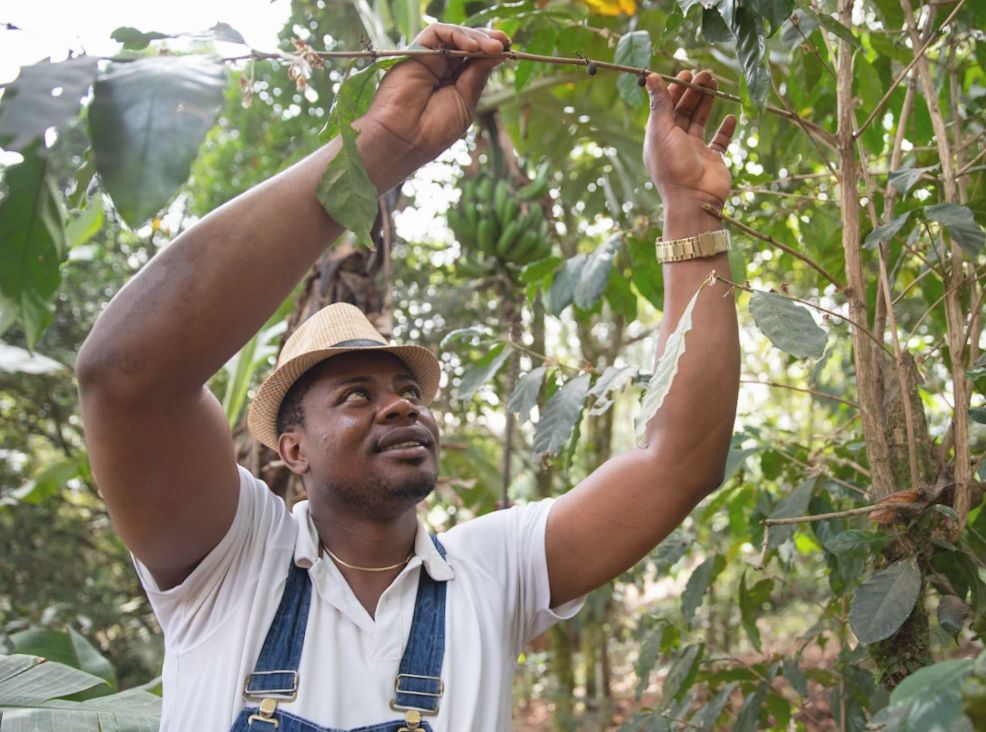 Jak zmienia się sektor kawowy na Jamajce