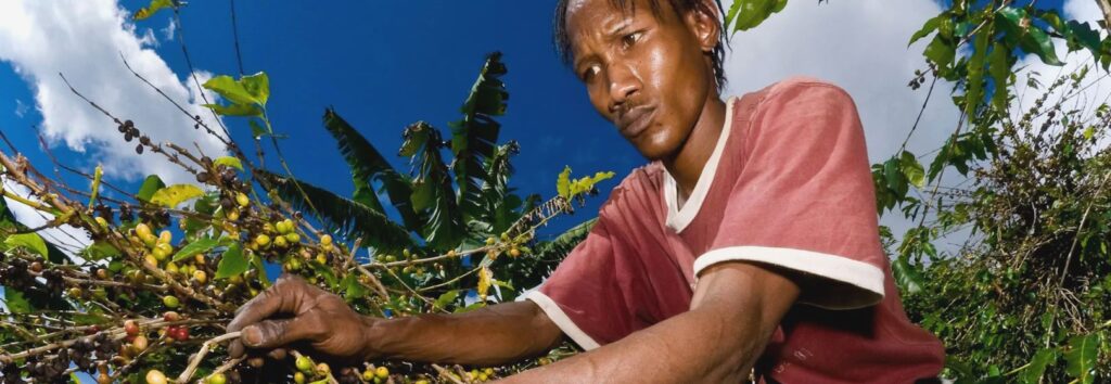 Jak zmienia się sektor kawowy na Jamajce