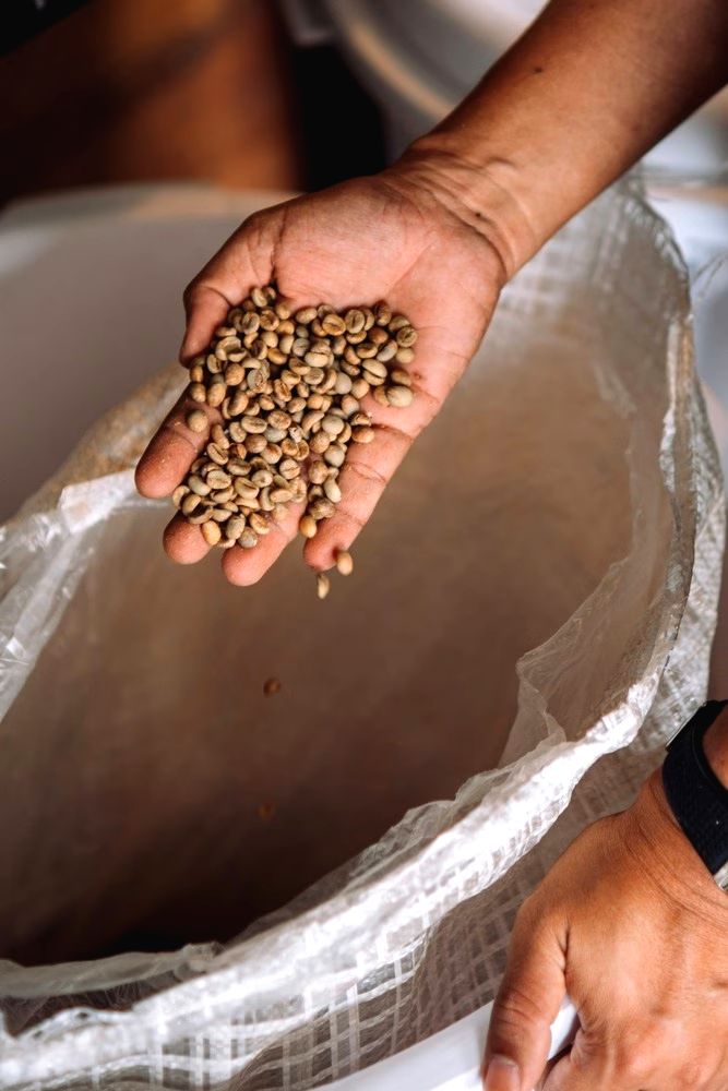 Informacje od Wtajemniczonego: Najważniejsze Wiadomości z Branży Kawowej