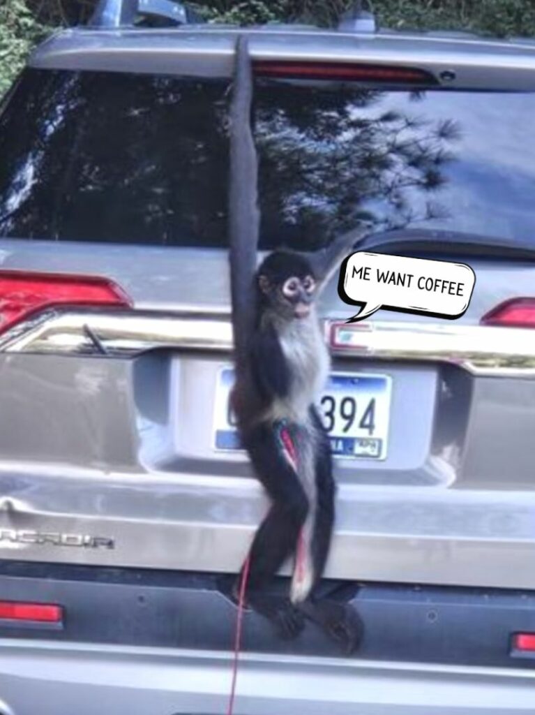 Informacje od Wtajemniczonego: Najważniejsze Wiadomości z Branży Kawowej