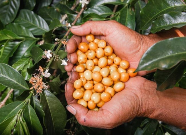 Kawowe Pieśni w Etiopii: Jak Śmiech i Rytm Tworzą Doskonałą Kawę