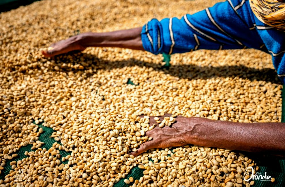 Kawowe Pieśni w Etiopii: Jak Śmiech i Rytm Tworzą Doskonałą Kawę