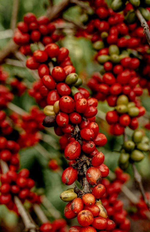 Z branży kawowej: Najważniejsze wiadomości