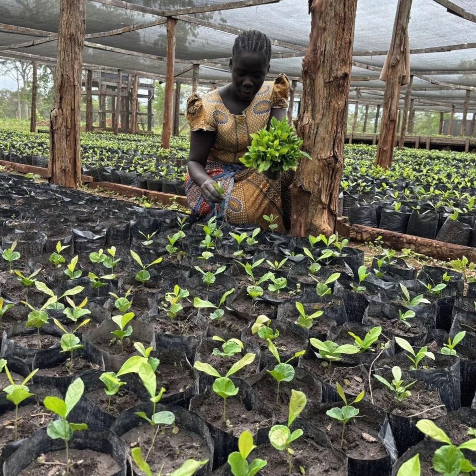 Doskonałość w Excelsie: Uprawa kawy dla pokoju w Sudanie Południowym