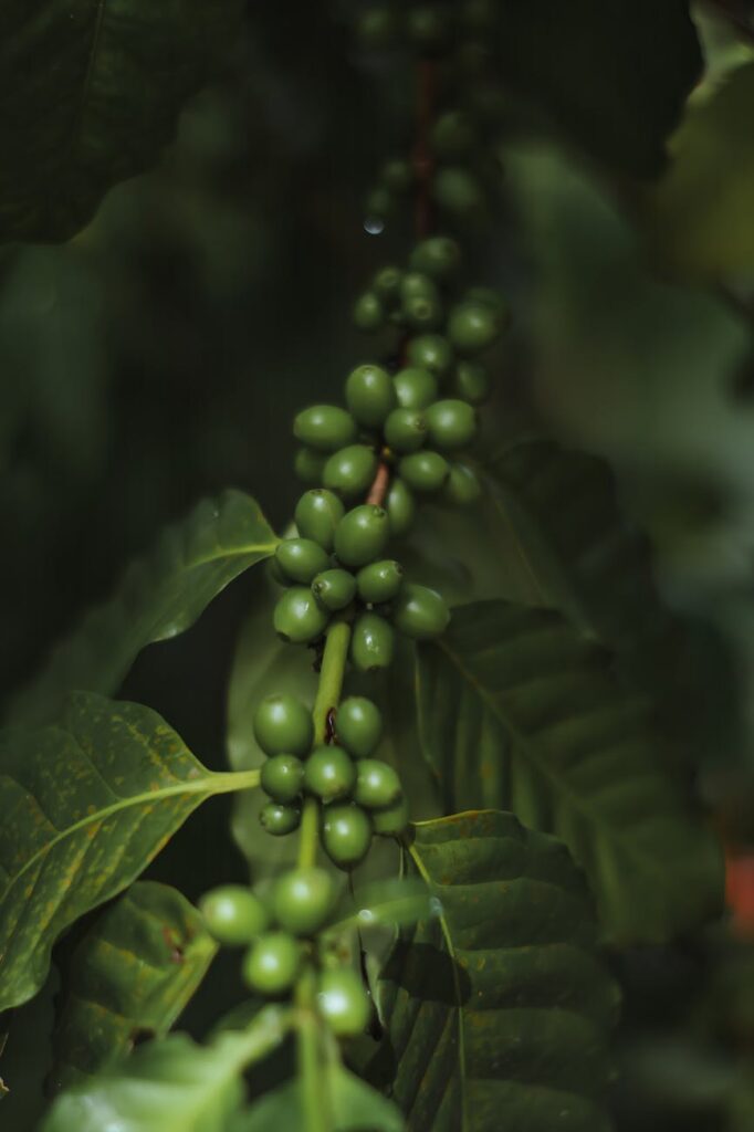 Doskonałość w Excelsie: Uprawa kawy dla pokoju w Sudanie Południowym