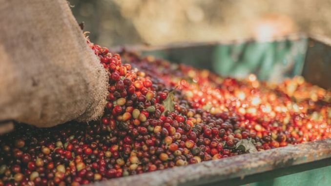 Grounds for Relief?—New Study Shows Coffee Accounts for Just 1% of Agriculture-Driven Deforestation