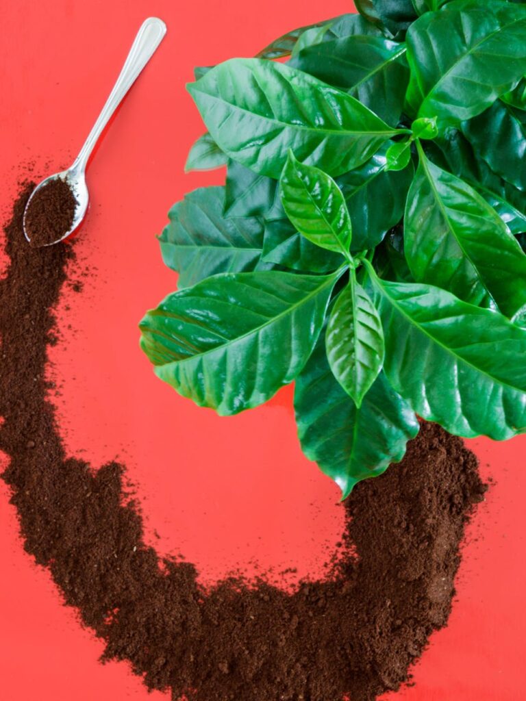 Grounds for Relief?—New Study Shows Coffee Accounts for Just 1% of Agriculture-Driven Deforestation