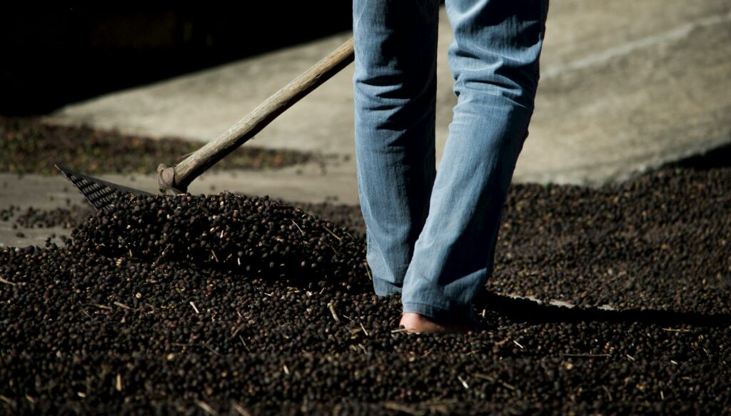 Grounds for Relief?—New Study Shows Coffee Accounts for Just 1% of Agriculture-Driven Deforestation