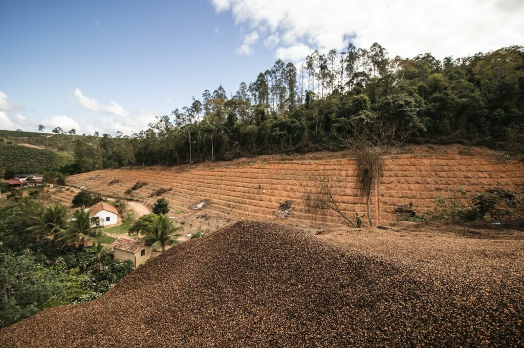 Grounds for Relief?—New Study Shows Coffee Accounts for Just 1% of Agriculture-Driven Deforestation